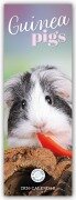 Cover-Bild zum Titel 'Guniea Pigs - Meerschweinchen 2026 - Slimline-Kalender' von 'Carousel Calendar'