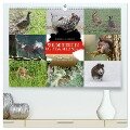 Emotionale Momente: Wilde Tiere in Deutschland (hochwertiger Premium Wandkalender 2025 DIN A2 quer), Kunstdruck in Hochglanz - Ingo Gerlach GDT