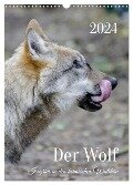 Der Wolf - Isegrim in den heimischen Wäldern - Kalender 2024 (Wandkalender 2024 DIN A3 hoch), CALVENDO Monatskalender - Angela Rohde