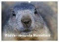 Wildlife - Verspielte Murmeltiere (Wandkalender 2024 DIN A3 quer), CALVENDO Monatskalender - Susan Michel CH