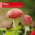 Pilze Kalender 2025 - 30x30 - Ackermann Kunstverlag