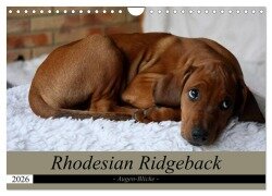 Rhodesian Ridgeback Augen-Blicke (Wandkalender 2026 DIN A4 quer), CALVENDO Monatskalender - Dagmar Behrens