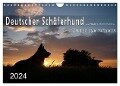 Deutscher Schäferhund / CH-Version (Wandkalender 2024 DIN A4 quer), CALVENDO Monatskalender - Petra Schiller