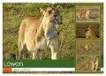 Löwen - gross und klein (Wandkalender 2024 DIN A2 quer), CALVENDO Monatskalender - Susan Michel
