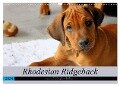 Rhodesian Ridgeback - eine Liebe fürs Leben (Wandkalender 2024 DIN A3 quer), CALVENDO Monatskalender - Dagmar Behrens
