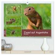 Ziesel auf Augenhöhe (hochwertiger Premium Wandkalender 2026 DIN A2 quer), Kunstdruck in Hochglanz - MoNo-Foto MoNo-Foto
