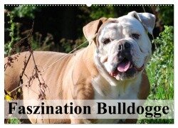 Faszination Bulldogge (Wandkalender 2025 DIN A2 quer), CALVENDO Monatskalender - Elisabeth Stanzer