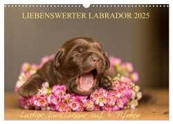 Liebenswerter Labrador 2025 (Wandkalender 2025 DIN A3 quer), CALVENDO Monatskalender - Annett Mirsberger