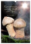 Kuriositäten aus der Welt der Pilze (Wandkalender 2024 DIN A3 hoch), CALVENDO Monatskalender - Heinz Schmidbauer