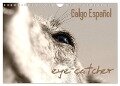 Galgo eye-catcher (Wandkalender 2024 DIN A4 quer), CALVENDO Monatskalender - Pfoten-Design Andrea Redecker
