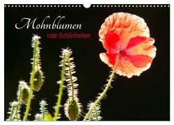 Cover-Bild zum Titel 'Mohnblumen - rote Schönheiten (Wandkalender 2026 DIN A3 quer), CALVENDO Monatskalender' von 'Meike Bölts'