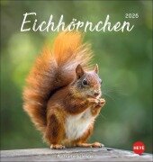 Cover-Bild zum Titel 'Eichhörnchen Postkartenkalender 2026' von ''