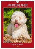 Jahresplaner Lagotto Romagnolo (Wandkalender 2025 DIN A4 hoch), CALVENDO Monatskalender - Sigrid Starick