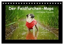 Der Feldfurchen-Mops (Tischkalender 2025 DIN A5 quer), CALVENDO Monatskalender - Kathrin Köntopp