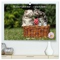 Süße Kätzchen - cute kittens (hochwertiger Premium Wandkalender 2024 DIN A2 quer), Kunstdruck in Hochglanz - Jeanette Hutfluss