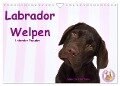 Labrador Welpen - Labrador Puppies (Wandkalender 2025 DIN A4 quer), CALVENDO Monatskalender - Jeanette Hutfluss