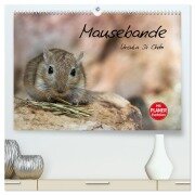 Mausebande (hochwertiger Premium Wandkalender 2026 DIN A2 quer), Kunstdruck in Hochglanz - Ursula Di Chito