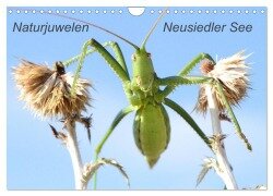 Naturjuwelen - Neusiedler See (Wandkalender 2025 DIN A4 quer), CALVENDO Monatskalender - Günter Bachmeier
