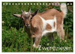 Zwergziegen (Tischkalender 2026 DIN A5 quer), CALVENDO Monatskalender - Arno Klatt