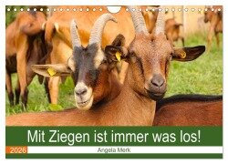 Mit Ziegen ist immer was los! (Wandkalender 2026 DIN A4 quer), CALVENDO Monatskalender - Angela Merk
