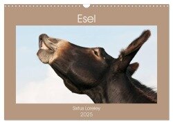 Esel - Sixtus Loreley (Wandkalender 2025 DIN A3 quer), CALVENDO Monatskalender - Meike Bölts