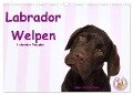 Labrador Welpen - Labrador Puppies (Wandkalender 2024 DIN A3 quer), CALVENDO Monatskalender - Jeanette Hutfluss