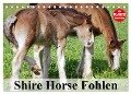 Shire Horse Fohlen (Tischkalender 2025 DIN A5 quer), CALVENDO Monatskalender - Elisabeth Stanzer