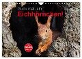 Guck mal, ein Eichhörnchen! (Wandkalender 2024 DIN A4 quer), CALVENDO Monatskalender - Margret Brackhan