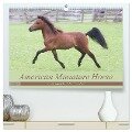 American Miniature Horse (hochwertiger Premium Wandkalender 2024 DIN A2 quer), Kunstdruck in Hochglanz - Barbara Mielewczyk