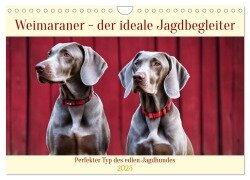 Weimaraner - der ideale Jagdbegleiter (Wandkalender 2025 DIN A4 quer), CALVENDO Monatskalender - Claudia Kleemann