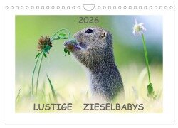 Lustige Zieselbabys (Wandkalender 2026 DIN A4 quer), CALVENDO Monatskalender - Werner Lang
