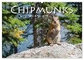 Chipmunks Streifenhörnchen (Wandkalender 2024 DIN A2 quer), CALVENDO Monatskalender - Robert Styppa