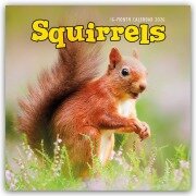 Cover-Bild zum Titel 'Squirrels - Eichhörnchen 2026 - Wand-Kalender' von 'Carousel Calendar'