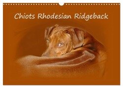 Chiots Rhodesian Ridgeback (Calendrier mural 2025 DIN A3 vertical), CALVENDO calendrier mensuel - Anke van Wyk - www. germanpix. net