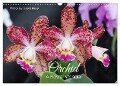 Orchid - A Flower Wonder (Wall Calendar 2024 DIN A3 landscape), CALVENDO 12 Month Wall Calendar - Gisela Kruse
