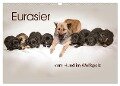 Eurasier, der Hund im Wolfspelz (Wandkalender 2024 DIN A3 quer), CALVENDO Monatskalender - Peter Überall