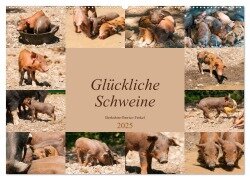 Glückliche Schweine Berkshire-Iberico Ferkel (Wandkalender 2025 DIN A2 quer), CALVENDO Monatskalender - Meike Bölts