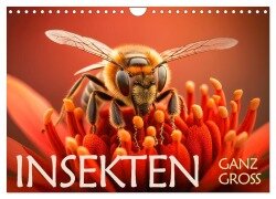 Insekten ganz gross (Wandkalender 2025 DIN A4 quer), CALVENDO Monatskalender - Daniel Rohr