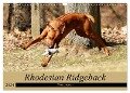 Rhodesian Ridgeback Powerpaket (Wandkalender 2024 DIN A3 quer), CALVENDO Monatskalender - Dagmar Behrens