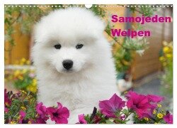 Samojeden Welpen (Wandkalender 2025 DIN A3 quer), CALVENDO Monatskalender - Fotodesign Verena Scholze