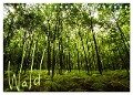 Wald (Tischkalender 2024 DIN A5 quer), CALVENDO Monatskalender - Frauke Gimpel