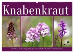 Knabenkraut (Wandkalender 2026 DIN A2 quer), CALVENDO Monatskalender - Sabine Löwer