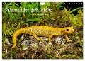 Salamander und Molche (Wandkalender 2024 DIN A4 quer), CALVENDO Monatskalender - Benny Trapp