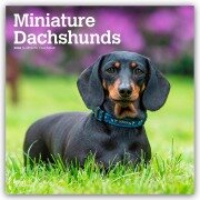 Cover-Bild zum Titel 'Miniature Dachshunds - Zwergdackel 2026 - 16-Monatskalender' von 'Browntrout Publishers'