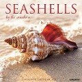 Seashells 2025 12 X 12 Wall Calendar - Willow Creek Press