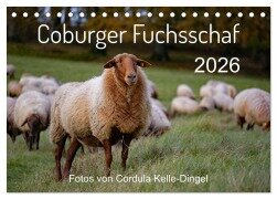 Coburger Fuchsschaf (Tischkalender 2026 DIN A5 quer), CALVENDO Monatskalender - Cordula Kelle-Dingel