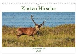 Küsten Hirsche - Rotwild auf dem Darß (Wandkalender 2025 DIN A4 quer), CALVENDO Monatskalender - René Schaack