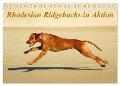 Rhodesian Ridgebacks in Aktion (Tischkalender 2024 DIN A5 quer), CALVENDO Monatskalender - Anke van Wyk - www. germanpix. net