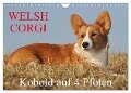 Welsh Corgi - Kobold auf 4 Pfoten (Wandkalender 2025 DIN A4 quer), CALVENDO Monatskalender - Sigrid Starick