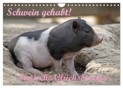 Cover-Bild zum Titel 'Schwein gehabt! (Wandkalender 2026 DIN A4 quer), CALVENDO Monatskalender' von 'Antje Lindert-Rottke'